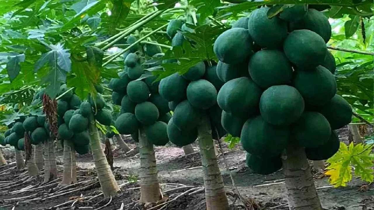 papaya farming jpg 80