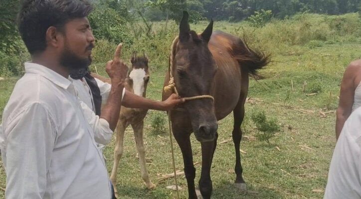 नवगछिया : तीन साल बाद किसान को मिली उसकी चोरी हुई घोड़ी, मधेपुरा से किया बरामद