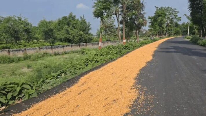 नवगछिया : NH-31 पर सड़क बनी खलिहान! मकई सुखाने से बढ़ा हादसों का खतरा